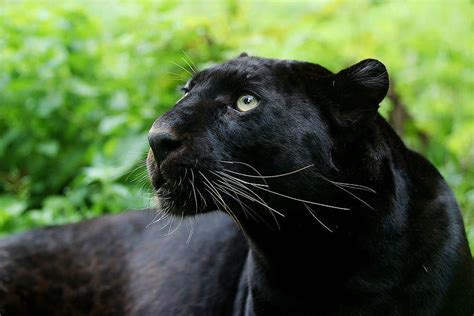 dark panthera porn|Dark Panthera Porn Pics & Naked Photos .